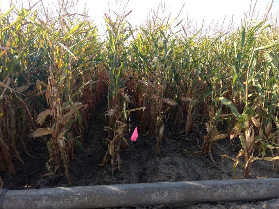 pipe irrigated corn field