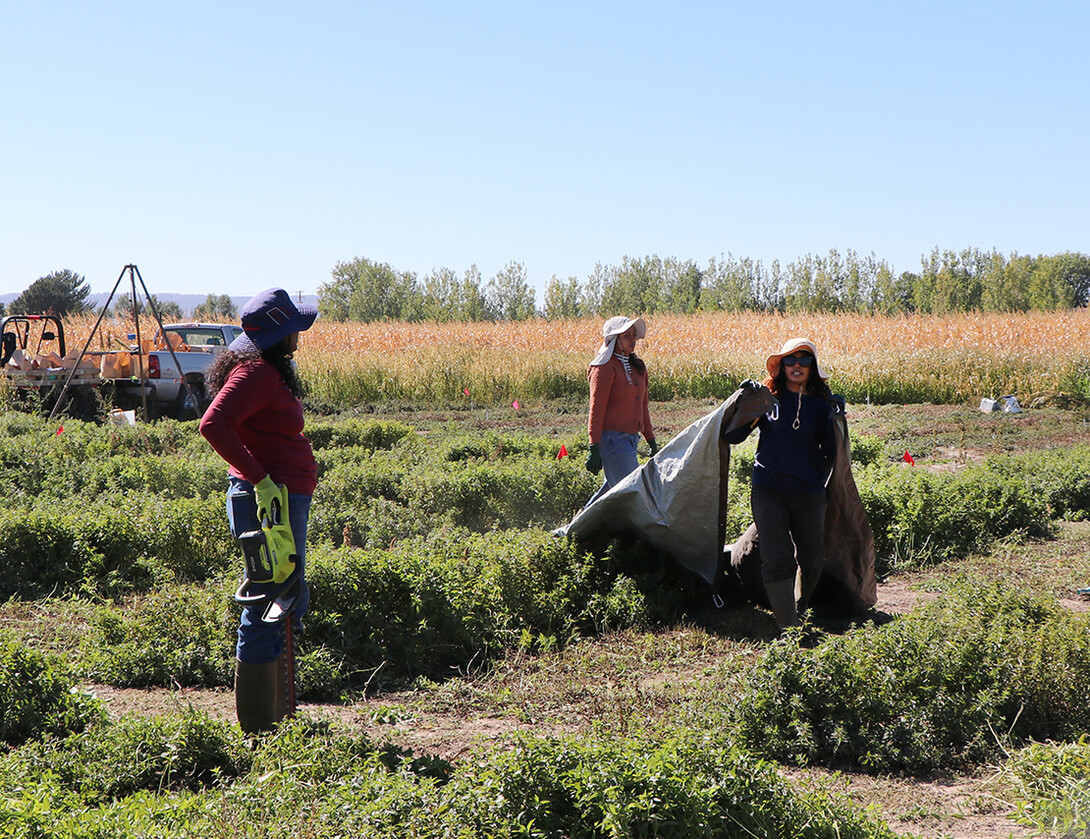 Peppermint Harvest