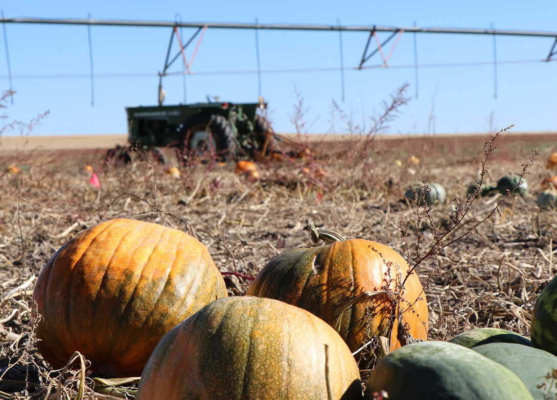 Pumpkins and Tractor