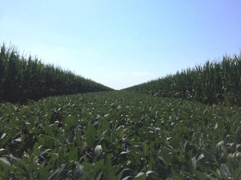 UNL CropWatch