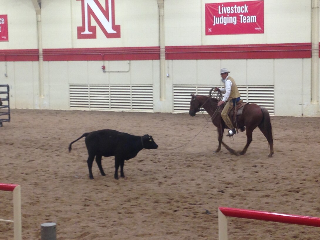 Stockmanship expert Curt Pate ropes a yearling. Links to larger image.