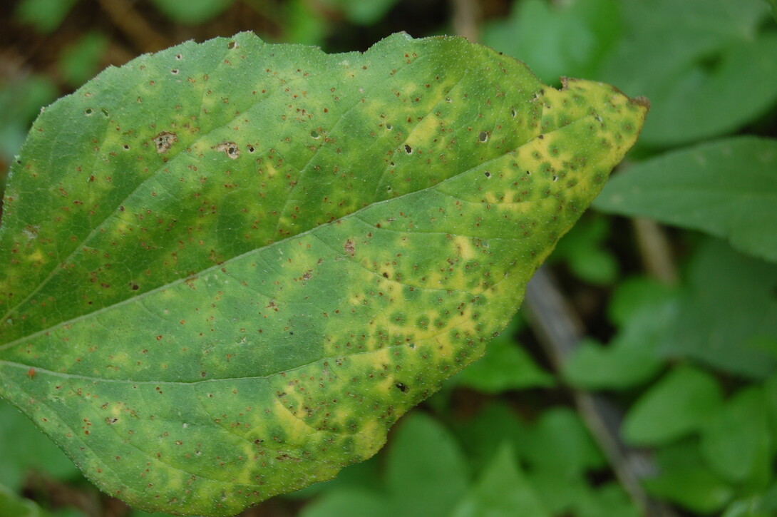 Rust pustules