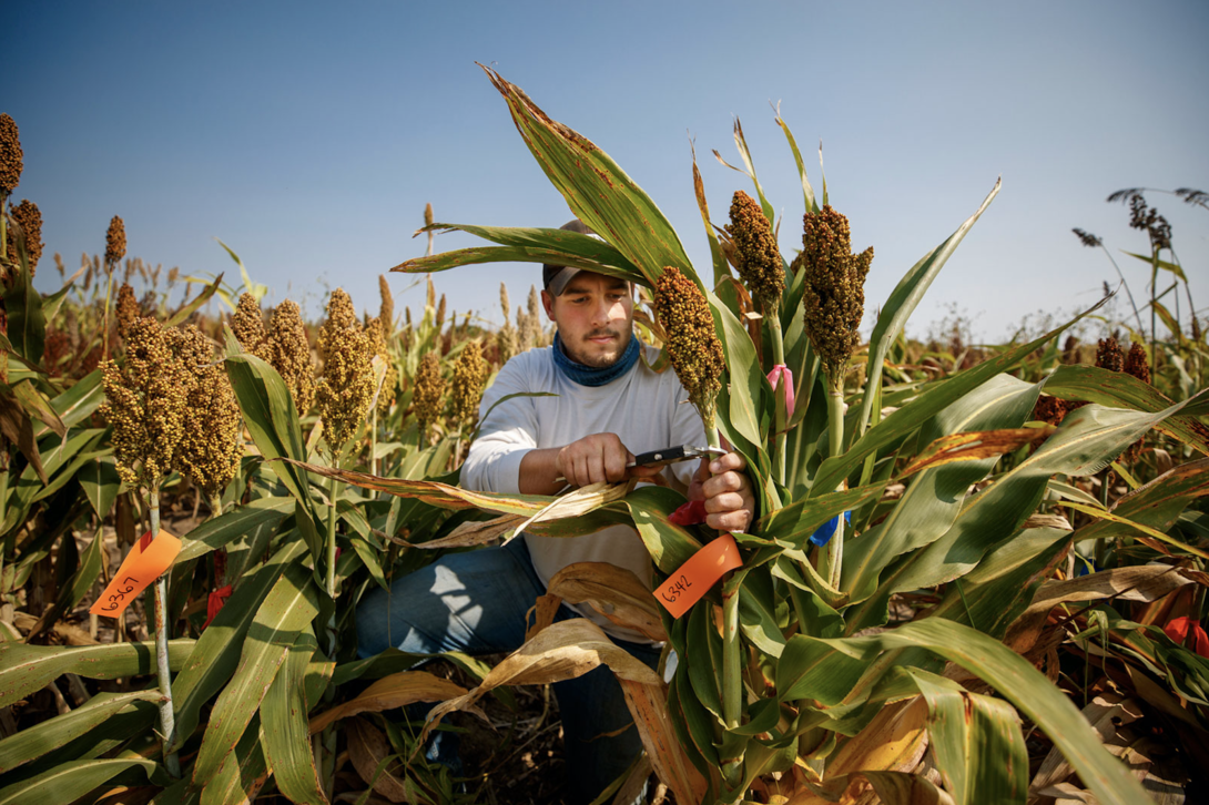 Man harvesting sorghum