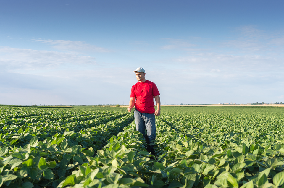 farmer walks through soybean field