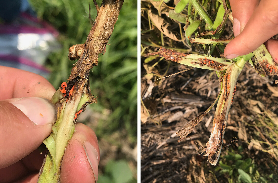 orange soybean gall midge larvae