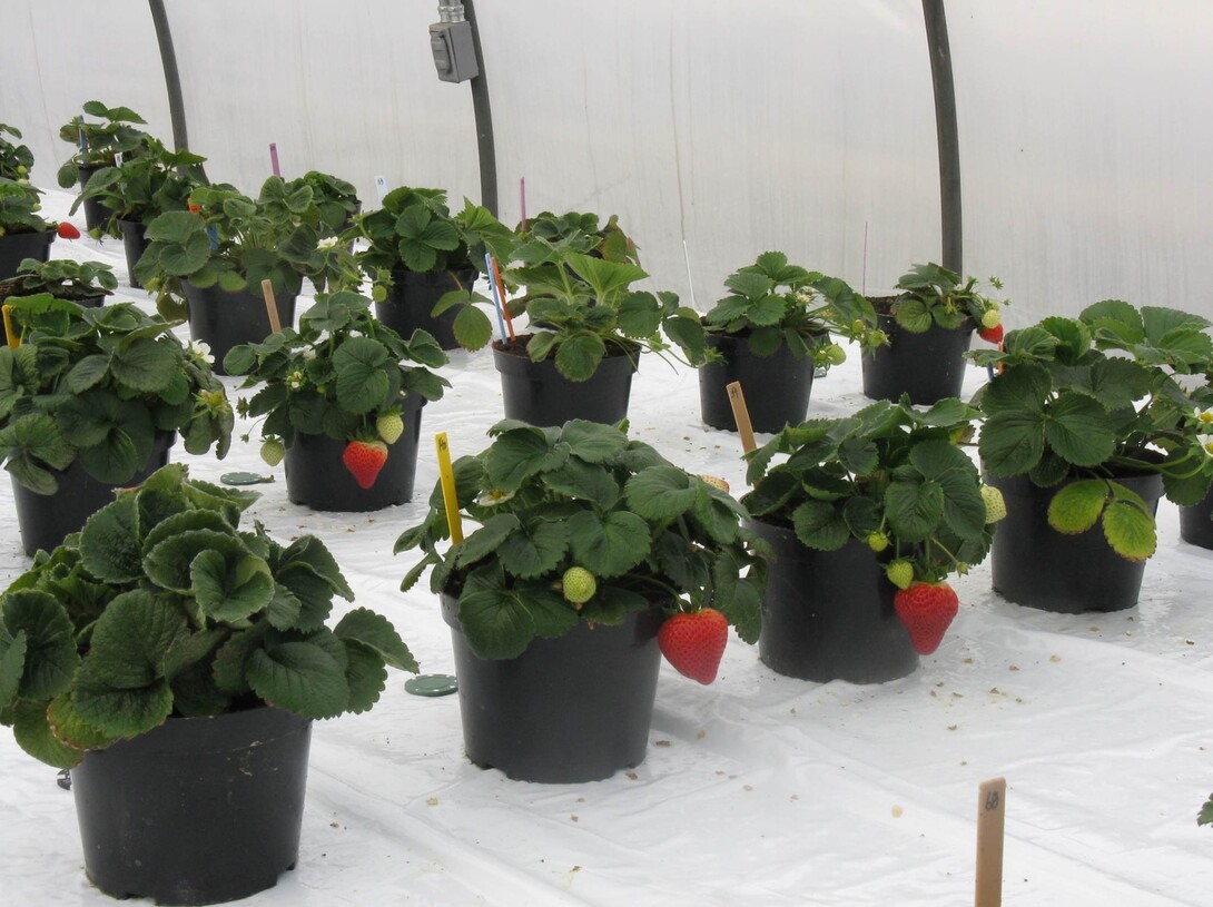 Strawberry plants in containers. Links to larger image.