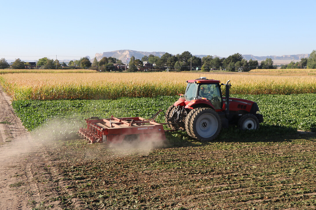 sugar beets