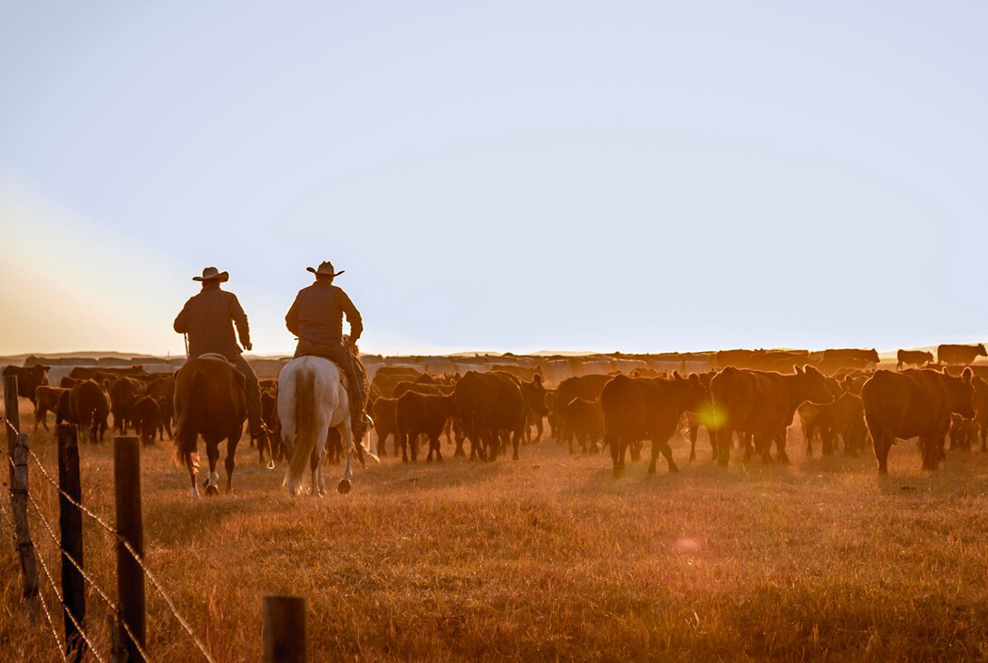 Tater Tot Cows