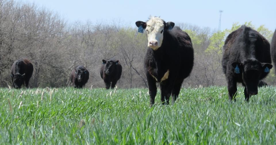 Cover crops and livestock grazing of cover crops will be among the presentations at the Southeast Nebraska Soil Health Conference March 6 in Beatrice.