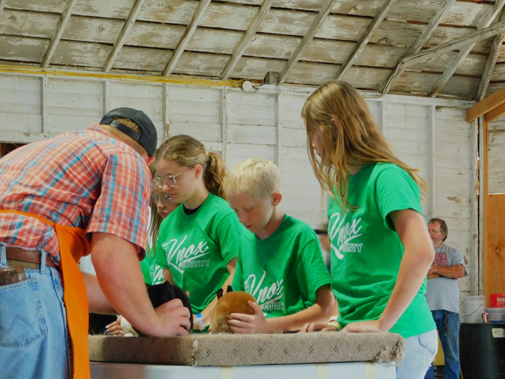 Knox County Fair 4-H rabbit show