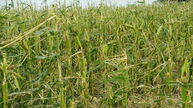 hailed corn