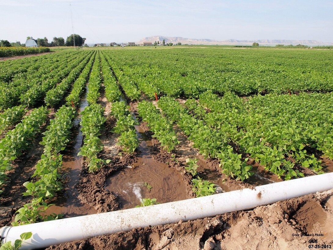 Furrow irrigation using gated pipe