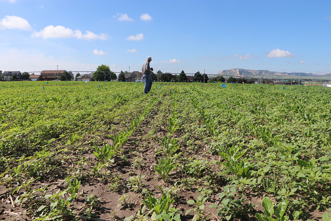 sugar beet crop