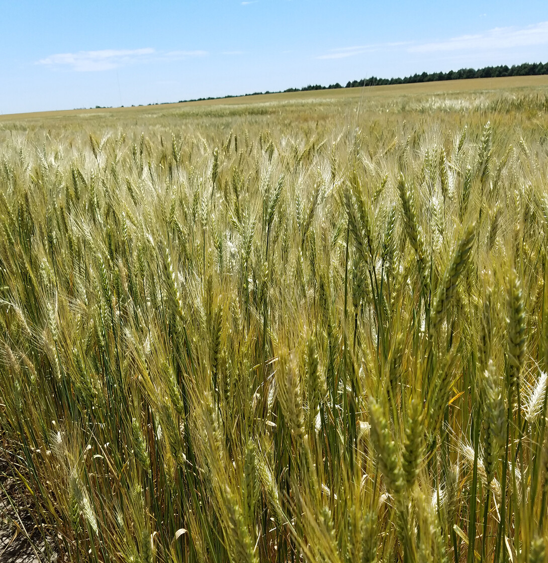 Maturing wheat near Sidney