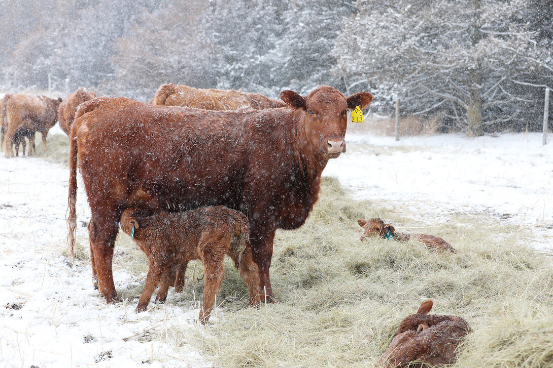 newborn Rdd Angus calf