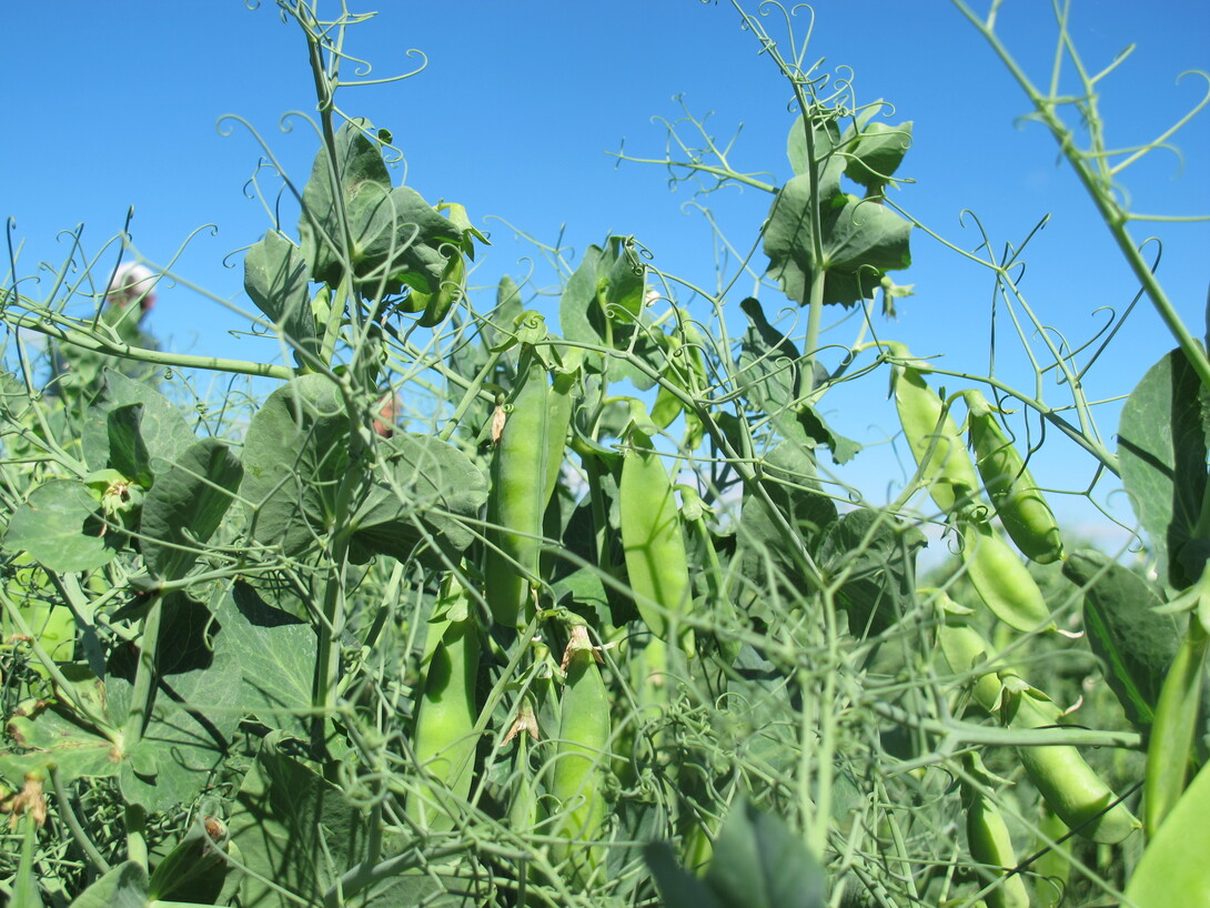 winter peas