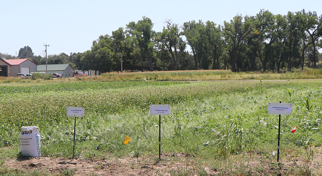 cover crop