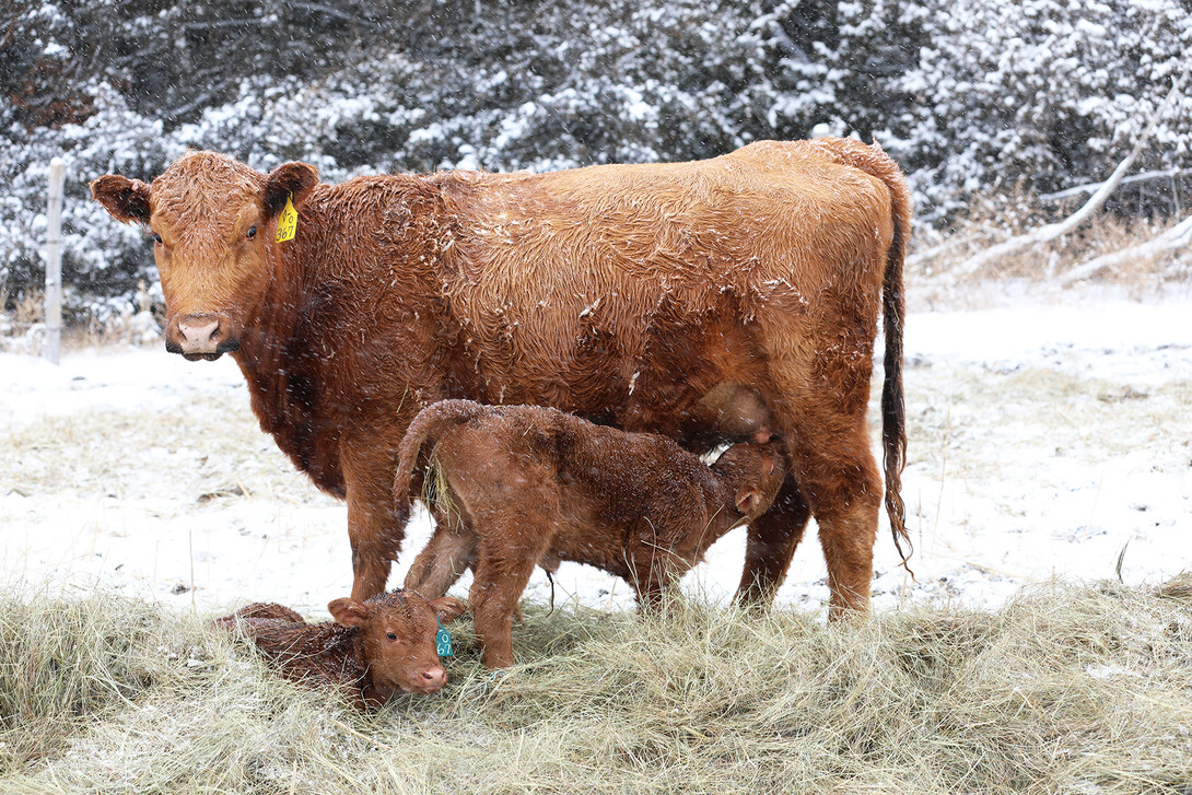 cow and calves