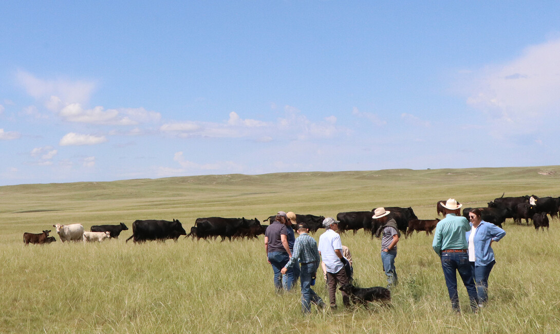pasture of cattle with people