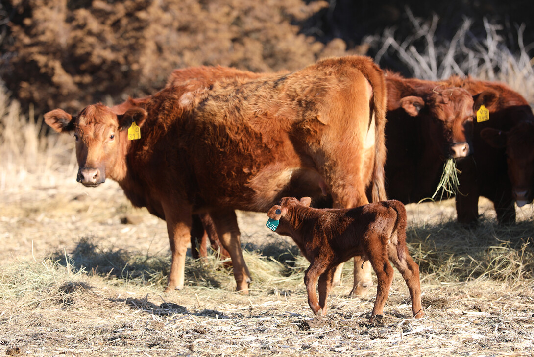 new born calf with cow