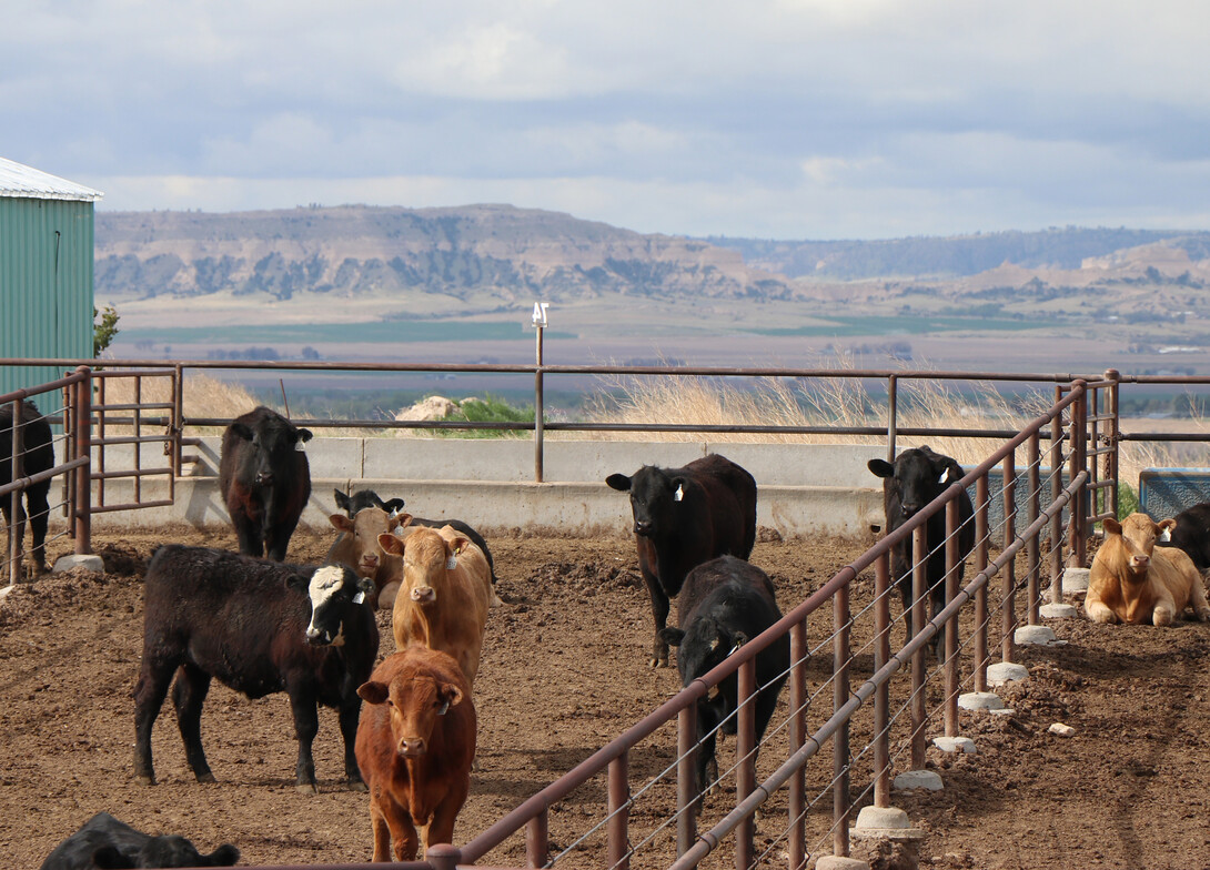 During a drought, some producers may decide to drylotting cattle. 