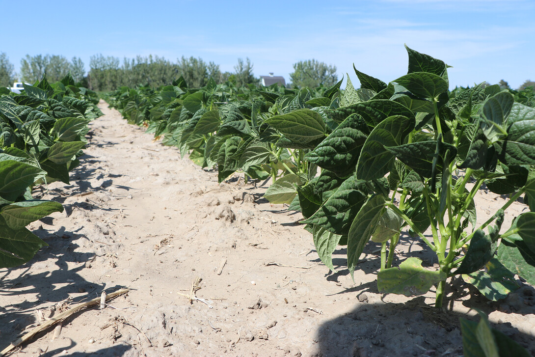 field of bean plants