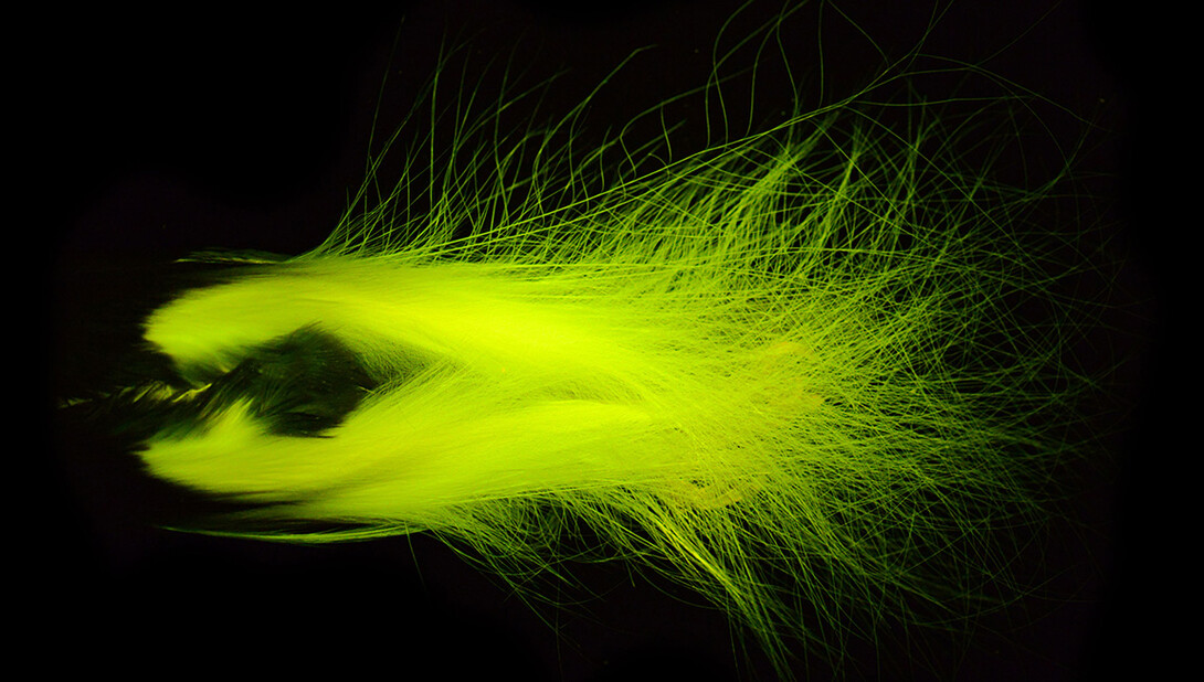 The tuft from a male Paradisaea Guilielmi, or emperor bird-of-paradise, glows under light.