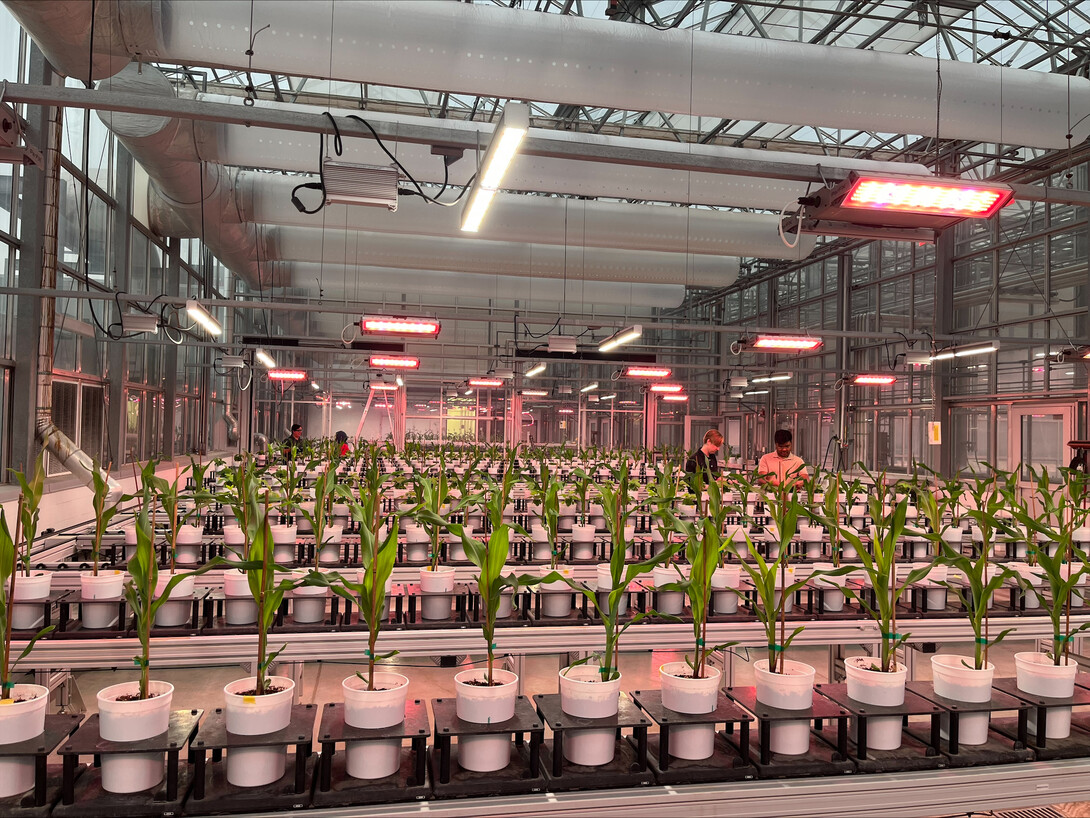 plants in greenhouse