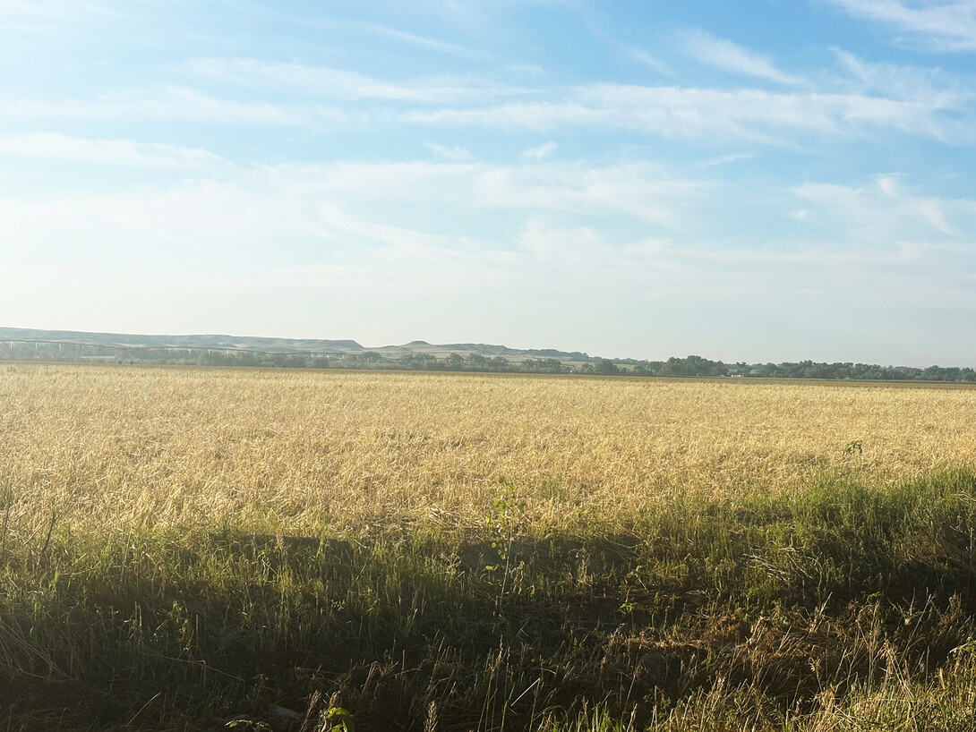 field of rye