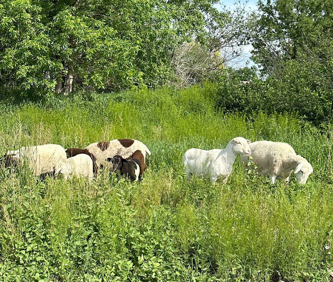 sheep in grass field