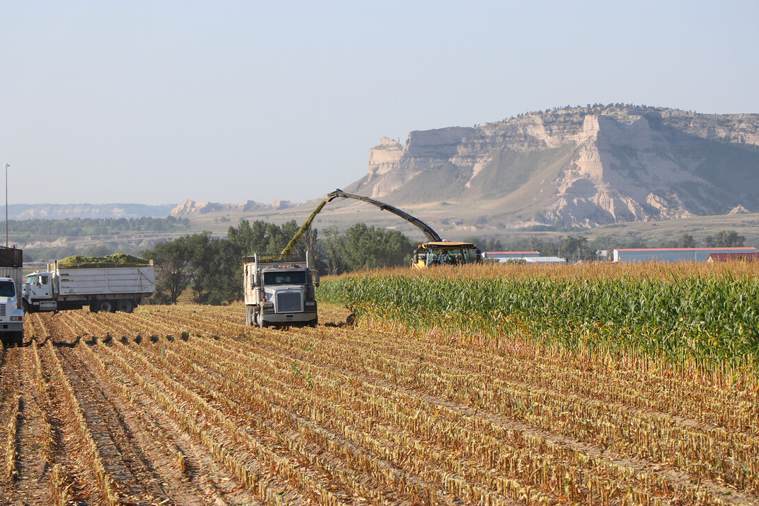 silage in a field 