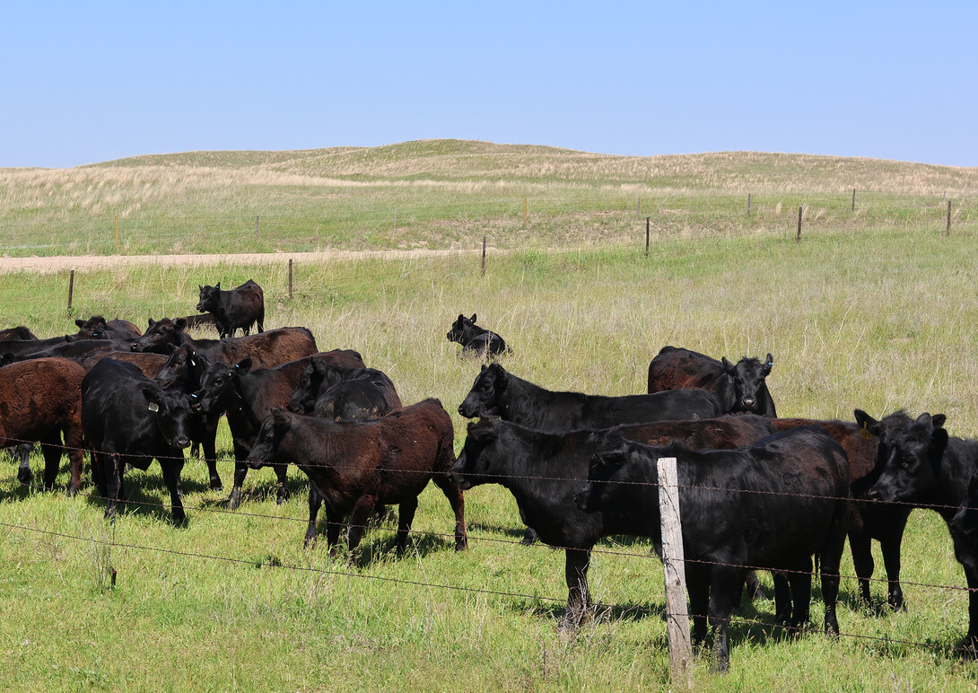 cows in a pasture