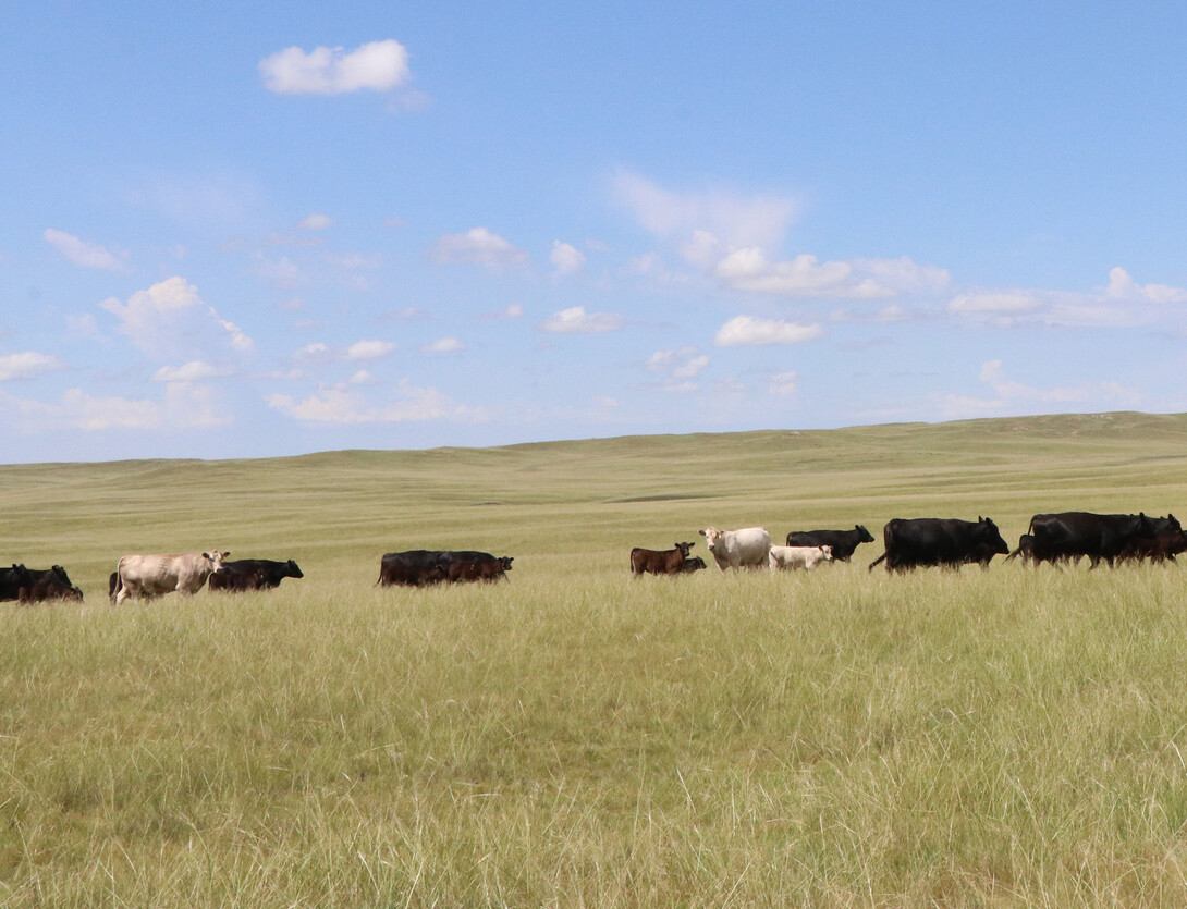 field of cattle
