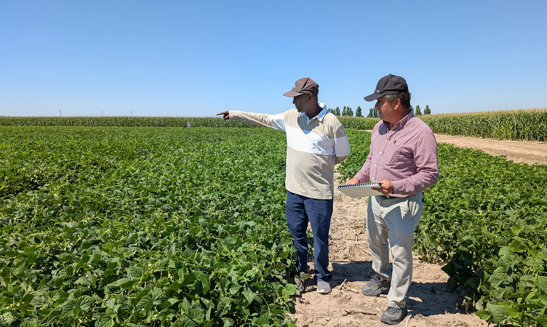 Dry bean breeders Teshal Mamo, Alliance of Biodiversity C/AT (left), and Carlos Urrea, University of Nebraska-Lincoln, survey the dry beans in the Mitchell Ag Lab plots in Nebraska