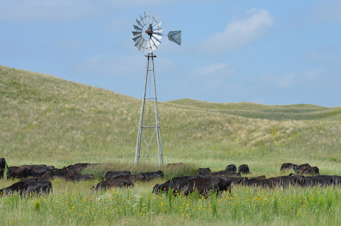 Cattle graze by a windmill. Courtesy Photo
