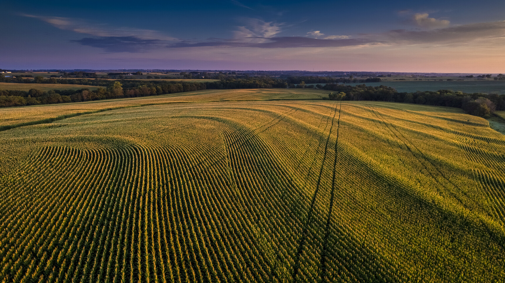 Aerial view of a cornfield at sunrise.