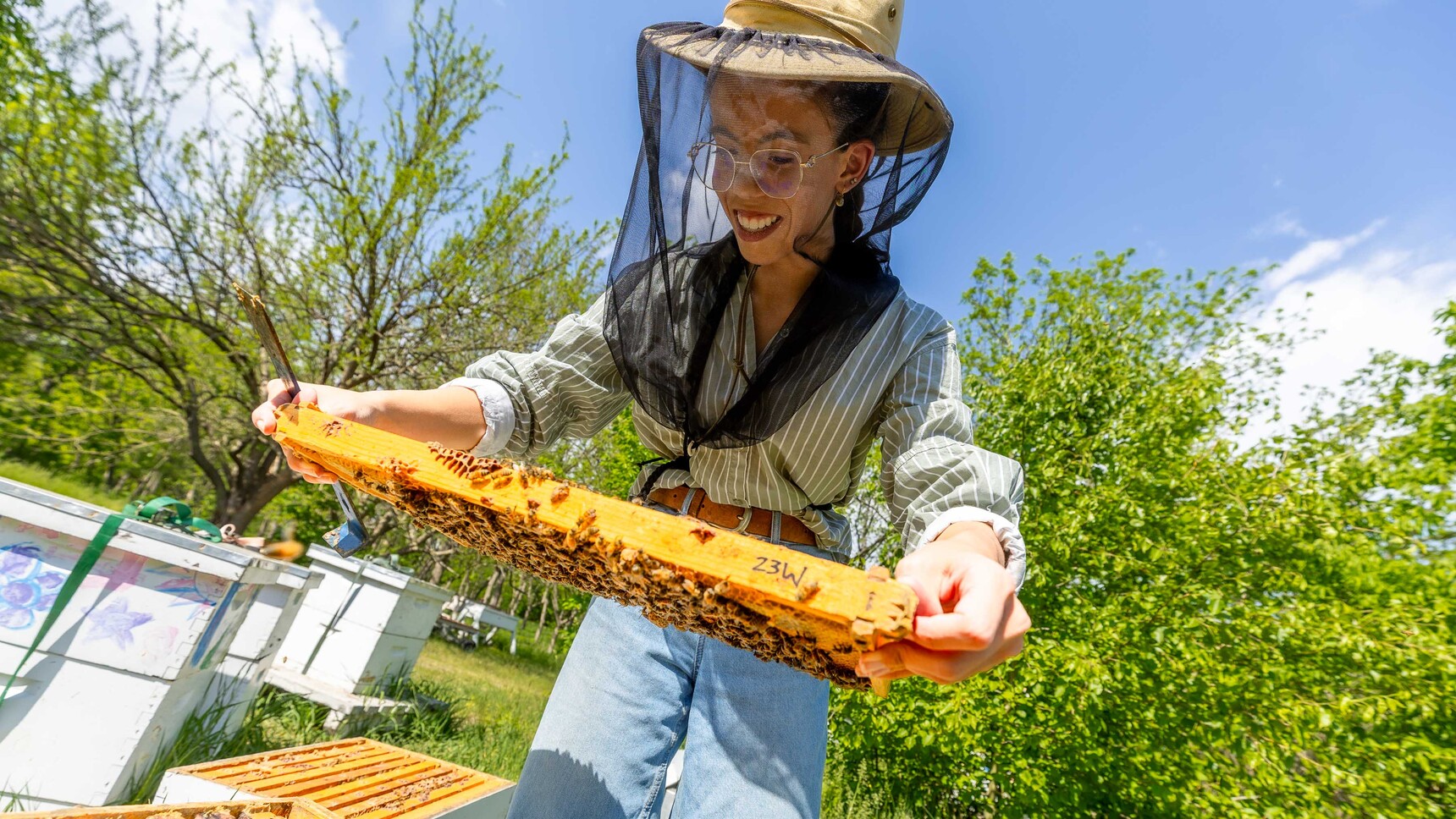 Paige Myers lifts a compartment of bees at the UNL Bee Lab