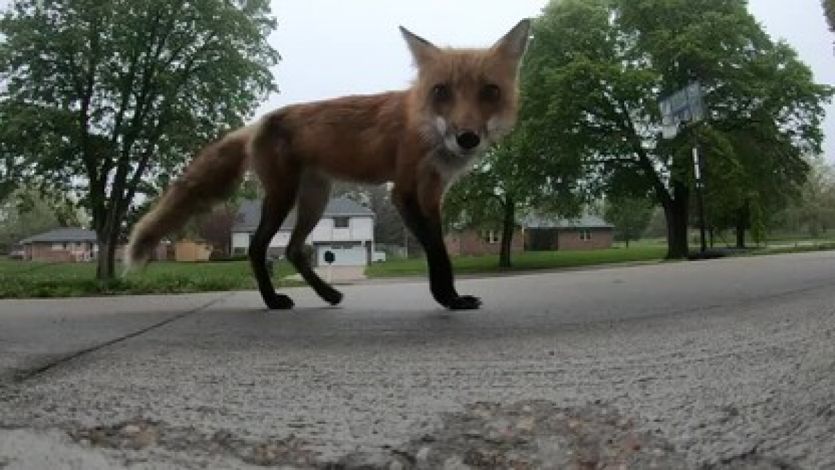 Capitol City fox