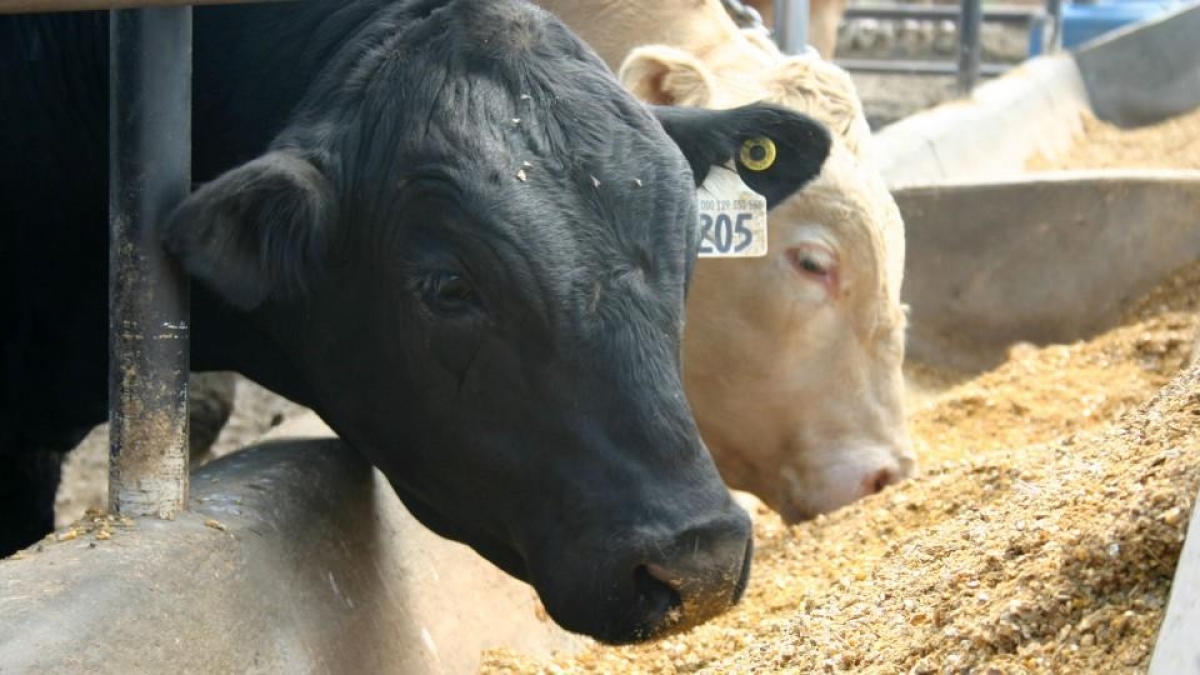 DNA technology in beef cattle conference Oct. 16 near Clay Center | IANR  News