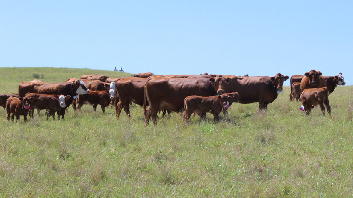 Nebraska beef production