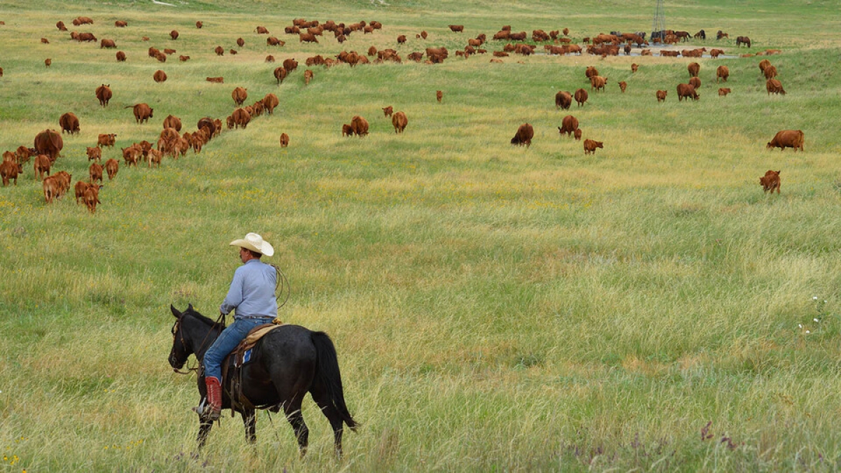 horeback rider and cattle