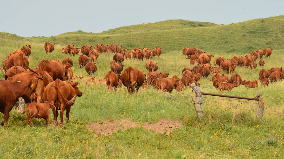 cattle grazing 