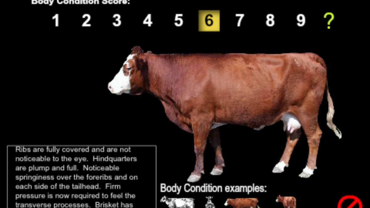 Body Condition Score Cattle 5
