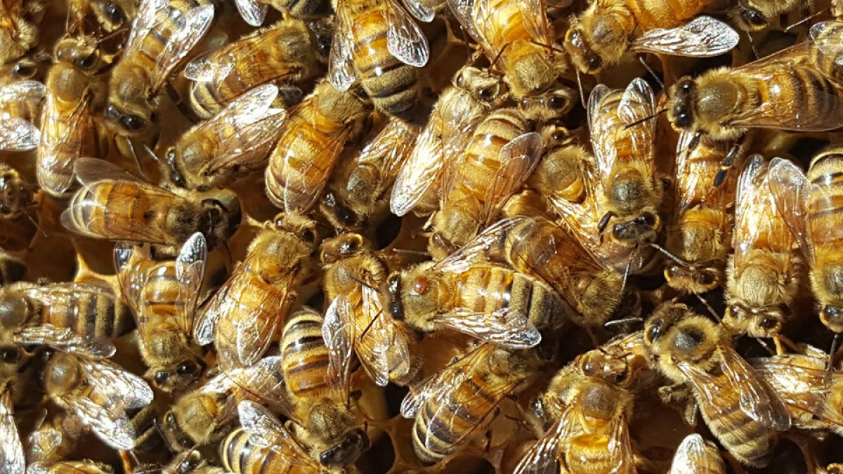 UNL Bee Lab
