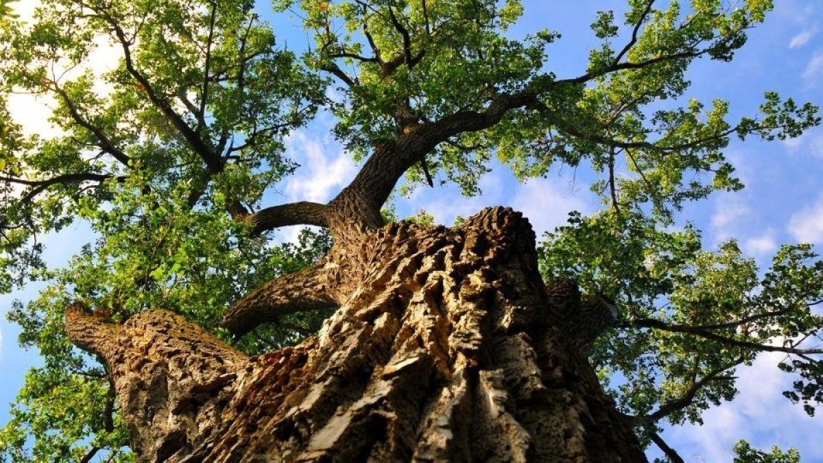 An image of a tree looking up from the ground. Links to larger image.