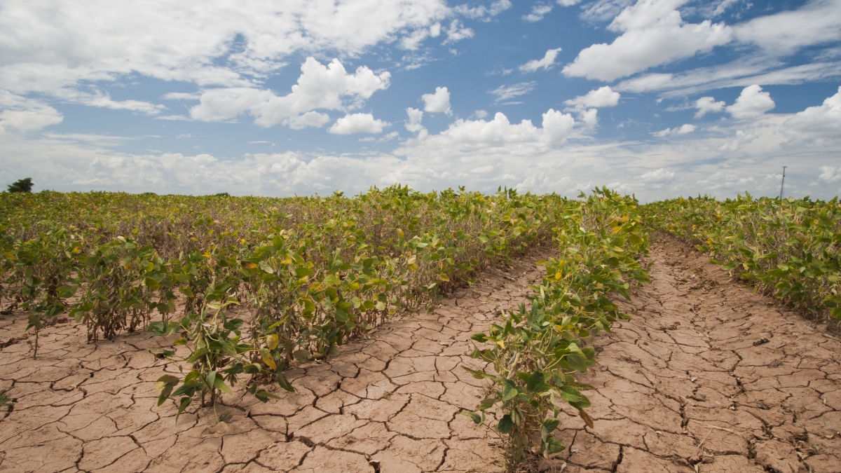 a field during a drought