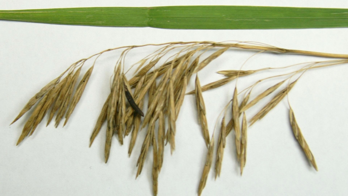 Ergot in Smooth Brome. Links to larger image