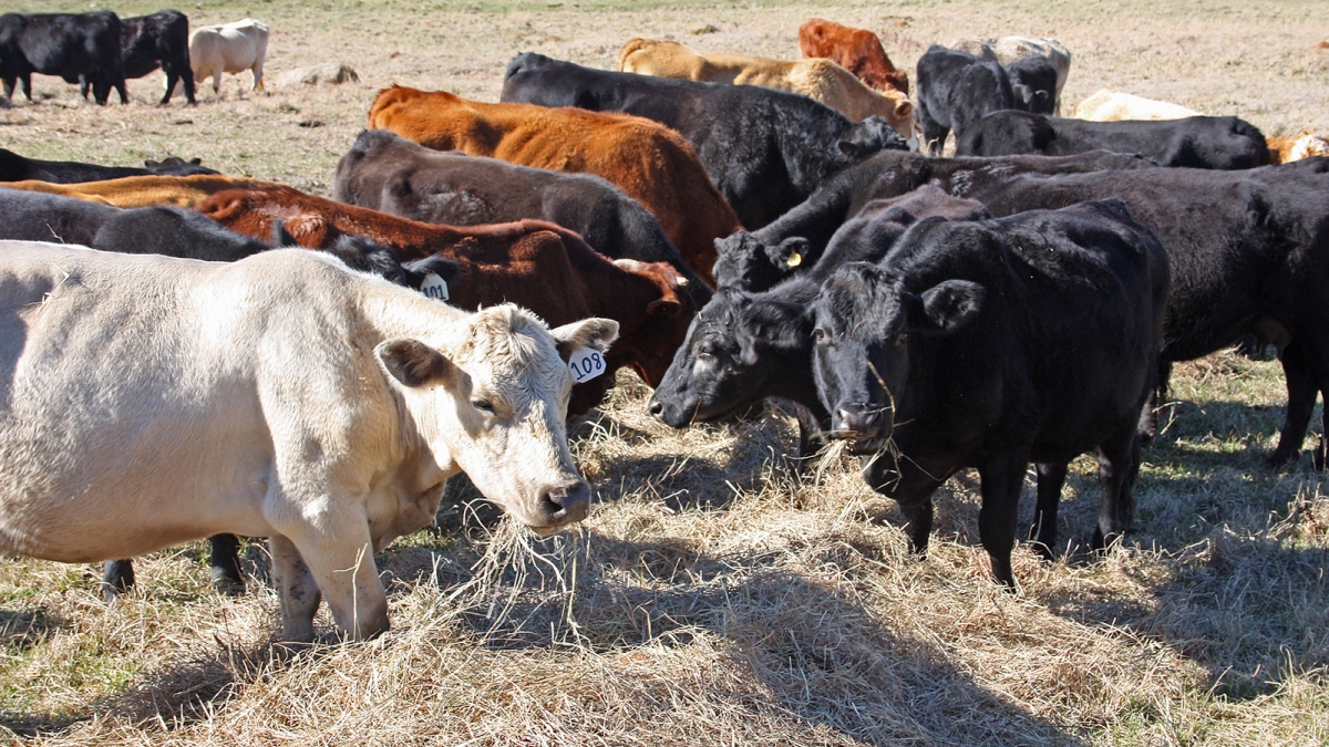 Nebraska Extension livestock webinar