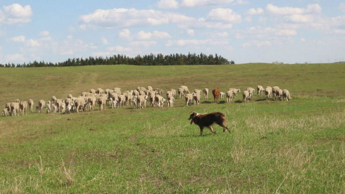 Nebraska Sheep & Goat Producers Association 
