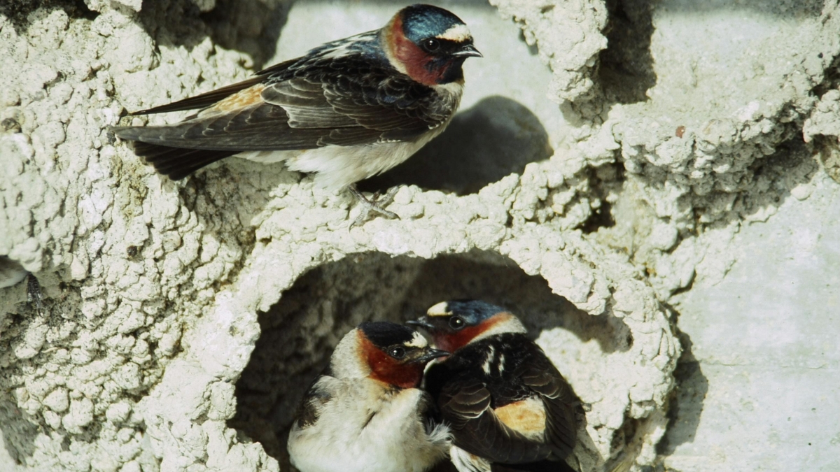 Cliff Swallows in a nest